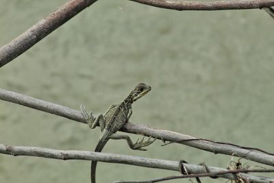 A young sail-fin lizard perched on dry branch