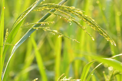 Close-up of wet grass