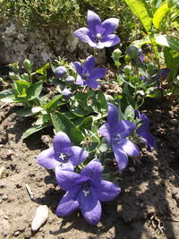 Close-up of purple flowers growing on field