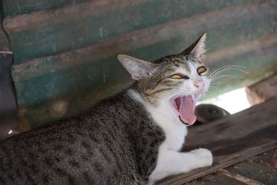 Portrait of cat yawning