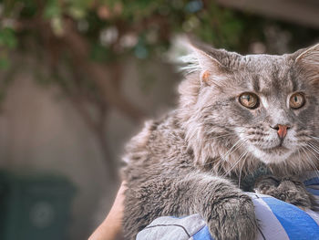 Close-up portrait of a cat