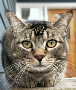 Close-up portrait of cat