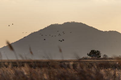 Flock of birds flying in the sky