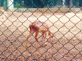 Close-up of chainlink fence in cage