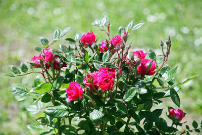 Close-up of roses blooming outdoors