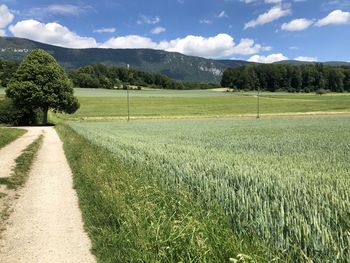 Scenic view of field against sky