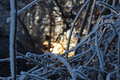 Close-up of frozen tree during winter