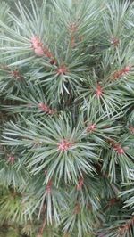 Close-up of pine tree