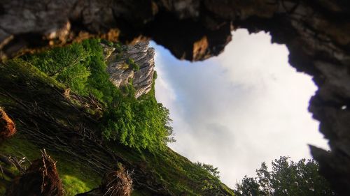 Low angle view of tree mountain against sky