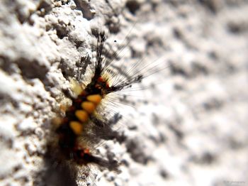 Close-up of insect on leaf