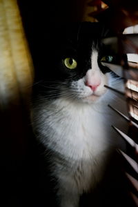 Close-up portrait of cat by window blinds at home