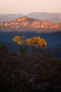 Grampians national park in the early morning from the top of mount williams