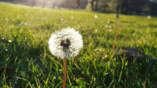 Close-up of dandelion growing on field