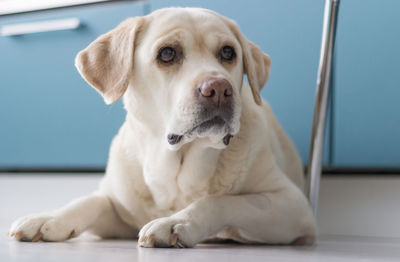 Close-up. labrador retriever portrait. the dog lies on the kitchen floor