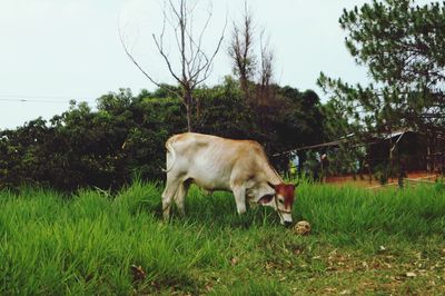 Cow on field against sky