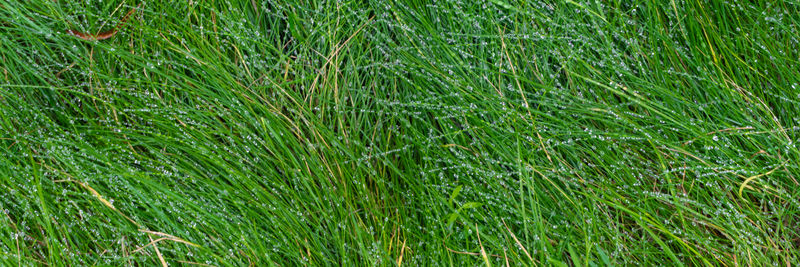 Full frame shot of fresh green field