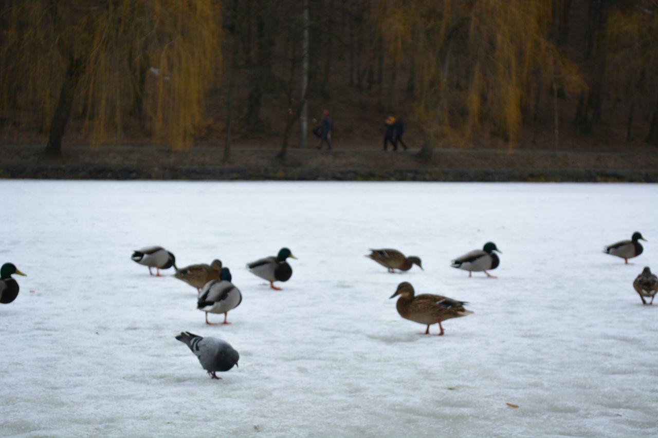 animal themes, animal, bird, animal wildlife, wildlife, group of animals, duck, water bird, winter, cold temperature, ducks, geese and swans, large group of animals, snow, nature, water, no people, day, goose, outdoors, lake, frozen, beauty in nature, environment