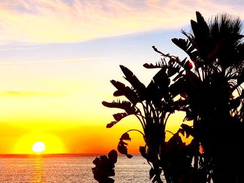 Silhouette plant against sea during sunset