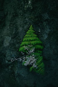 Close-up of green leaves on tree trunk