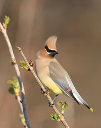 Close-up of bird perching on branch