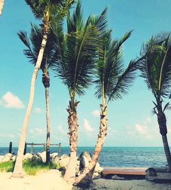 Palm tree by sea against sky