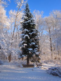 Snow covered landscape