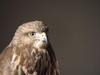 Close-up of eagle looking away