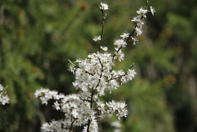 Close-up of butterfly pollinating flower