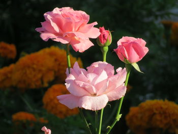 Close-up of pink flowering plant