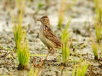 Bird perching on a field