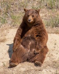 Lion sitting on a field