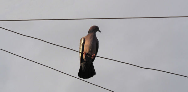 Low angle view of bird perching on cable against sky