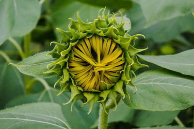 Close-up of yellow flowering plant