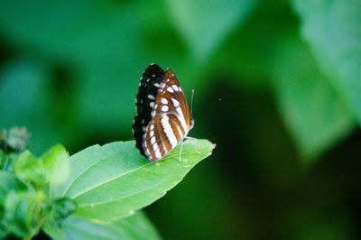 Close-up of butterfly on plant