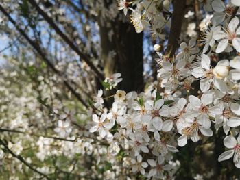 Close-up of white cherry blossom tree