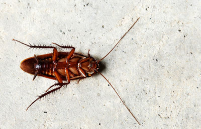 High angle view of insect on floor