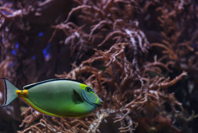 Close-up side view of fish underwater