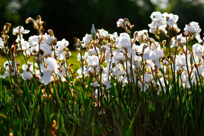 Close-up of white flowering plants on field