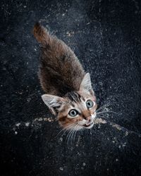 High angle portrait of cat on city