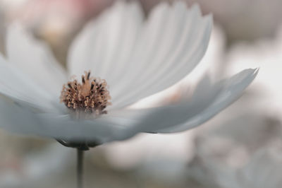 Close-up of white dandelion flower
