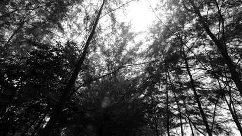 Low angle view of trees in forest