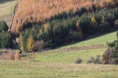 Scenic view of field