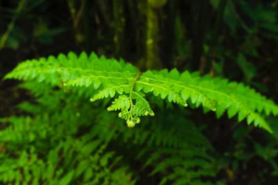 Close-up of green leaves on land