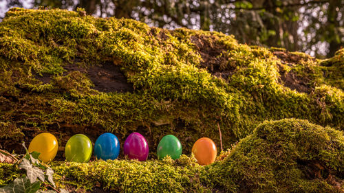 View of multi colored balloons against trees