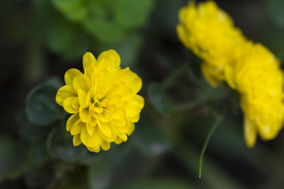 Close-up of yellow marigold blooming outdoors