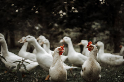 Flock of birds on the land