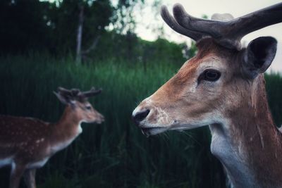 Deer in a field