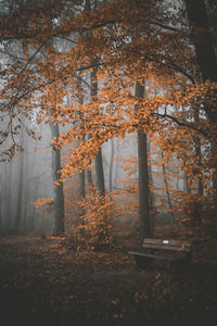 Trees in forest during autumn