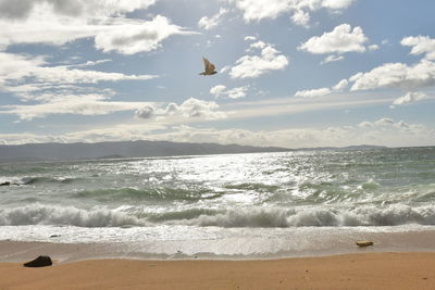 Seagulls on beach