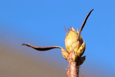 Close-up of dead plant against clear blue sky